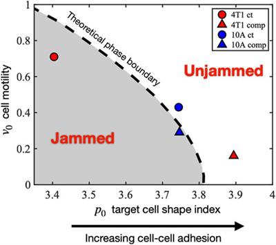 Compressive stress drives adhesion-dependent unjamming transitions in breast cancer cell migration